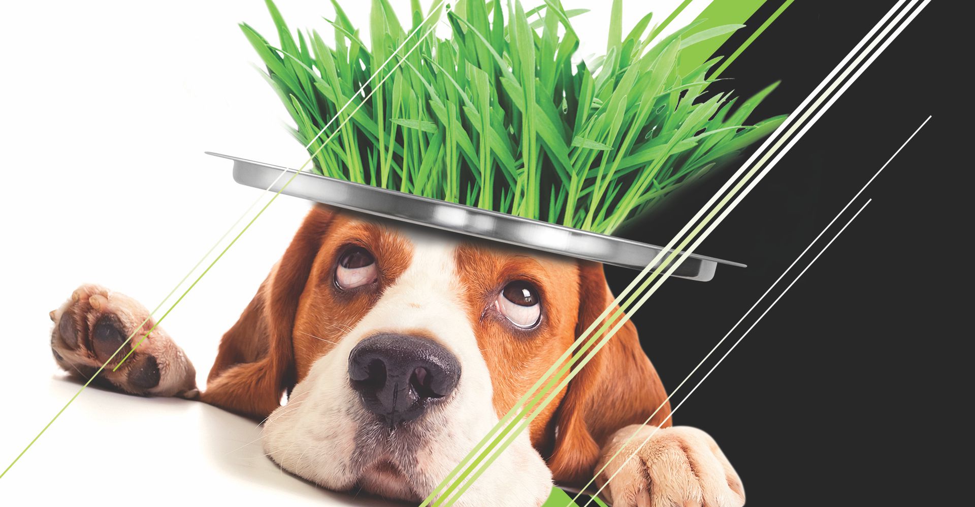 Animali domestici e erba sintetica: è una buona idea?