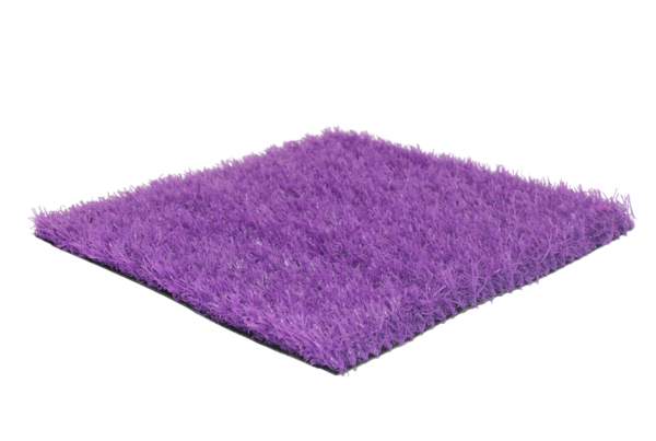 M Paly Viola IMG 5752 Photoroom